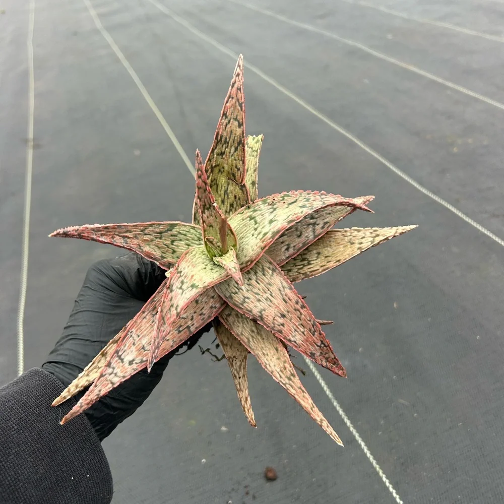 Exotic Reptile Plant - Red and Green